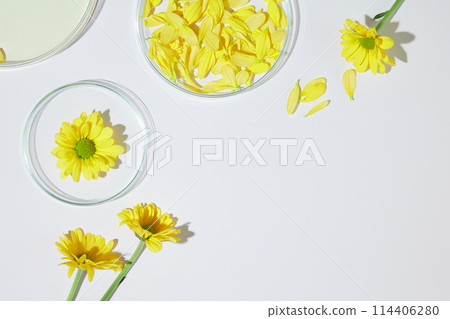Calendula flower and laboratory concept on white flat, photo for advertise natural product made from calendula ingredient with blank space for adding text or presentation Calendula flower and laboratory concept on white flat, photo for advertise natural product made from calendula ingredient with blank space for adding text or presentation 114406280