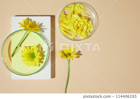 Flat lay calendula ingredient and laboratory utensil on light brown background. Blank space for adding text or elements of design, high angle shot photo Flat lay calendula ingredient and laboratory utensil on light brown background. Blank space for adding text or elements of design, high angle shot photo 114406283