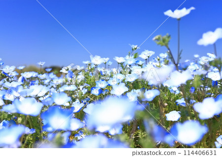 [香川縣]春天贊岐萬王公園（Nemophila） 114406631