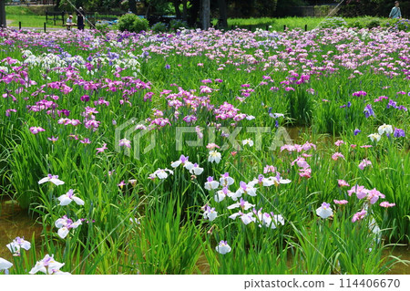 水元公園鳶尾花節 六月初 東京葛飾區 水元公園鳶尾花節 六月初 東京葛飾區 114406670