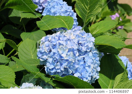 Mizumoto Park Iris Festival, Hydrangea, Early June, Katsushika Ward, Tokyo 114406897