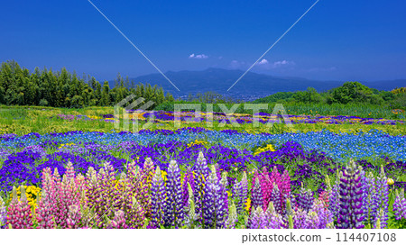 Lupine and Mount Akagi in Takasaki City, Gunma Prefecture 114407108