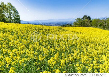 Rape blossoms blooming in early summer in the flower fields of Sannokura Plateau, Kitakata City, Fukushima Prefecture Rape blossoms blooming in early summer in the flower fields of Sannokura Plateau, Kitakata City, Fukushima Prefecture 114407295