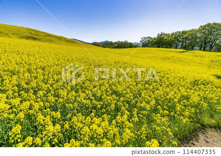 Rape blossoms blooming in early summer in the flower fields of Sannokura Plateau, Kitakata City, Fukushima Prefecture 114407335
