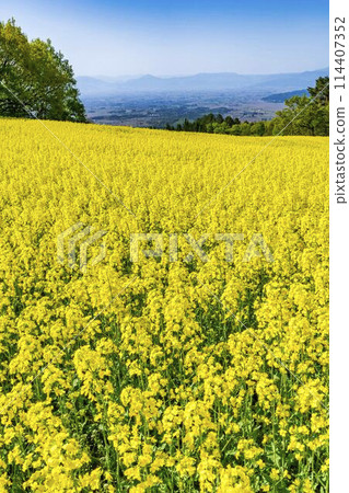 初夏盛開的油菜花，福島縣喜多方市三倉高原的花田 114407352