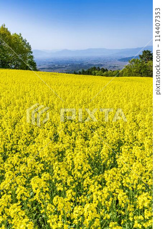 Rape blossoms blooming in early summer in the flower fields of Sannokura Plateau, Kitakata City, Fukushima Prefecture 114407353