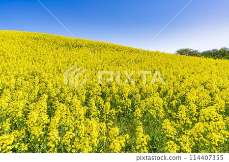 Rape blossoms blooming in early summer in the flower fields of Sannokura Plateau, Kitakata City, Fukushima Prefecture 114407355