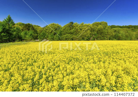 初夏盛開的油菜花，福島縣喜多方市三倉高原的花田 114407372