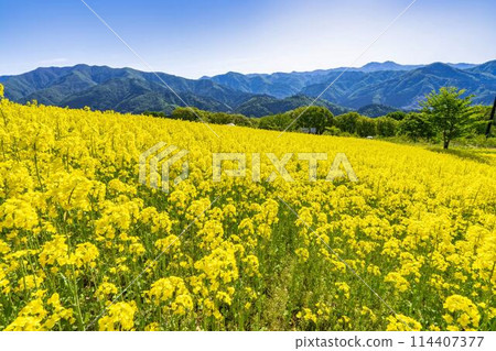Rape blossoms blooming in early summer in the flower fields of Sannokura Plateau, Kitakata City, Fukushima Prefecture 114407377