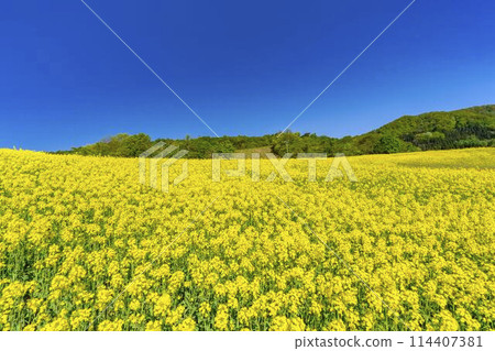 Rape blossoms blooming in early summer in the flower fields of Sannokura Plateau, Kitakata City, Fukushima Prefecture 114407381