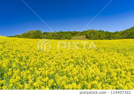 初夏盛開的油菜花,福島縣喜多方市三倉高原的花田 初夏盛開的油菜花,福島縣喜多方市三倉高原的花田 114407382