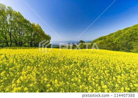 Rape blossoms blooming in early summer in the flower fields of Sannokura Plateau, Kitakata City, Fukushima Prefecture Rape blossoms blooming in early summer in the flower fields of Sannokura Plateau, Kitakata City, Fukushima Prefecture 114407388