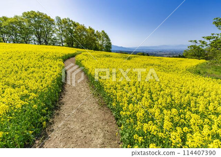 Rape blossoms blooming in early summer in the flower fields of Sannokura Plateau, Kitakata City, Fukushima Prefecture 114407390