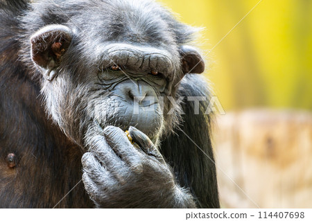 A close-up shot of a thoughtful chimpanzee in its natural habitat during daylight. The chimpanzee appears to be holding a small object, adding intrigue to the scene 114407698