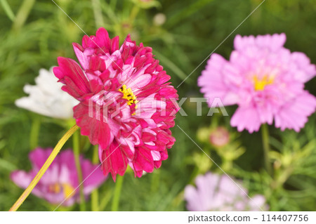 空中農場的宇宙 114407756