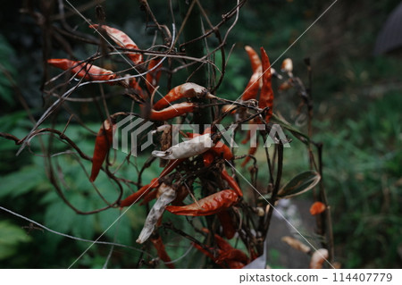  Red peppers 114407779