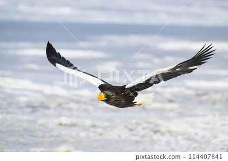 Steller's sea eagle Steller's sea eagle 114407841