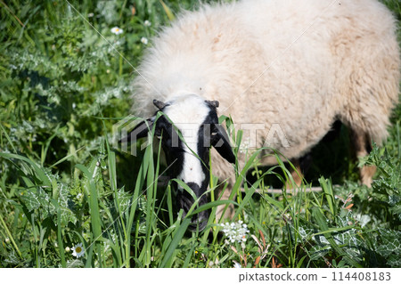 View of white sheep grazing on the green field 114408183