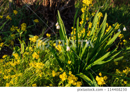 油菜花和盛開的雪花 油菜花和盛開的雪花 114408230
