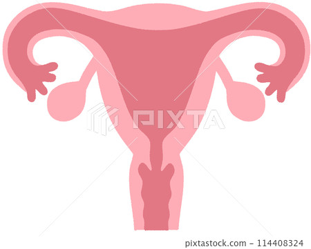 Uterus 114408324