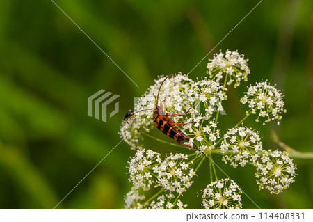 四筋花長甲蟲 四筋花長甲蟲 114408331