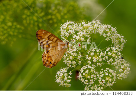 Powered by Discuz! Powered by Discuz! 114408333