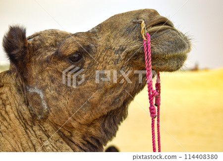 Side image of head of camel with warm and yellow desert background and warm sky 114408380