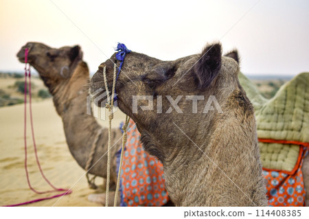 Side image of two touristic camels with desert background and sunset behind 114408385