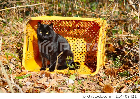 A black stray cat sits and stares in a yellow cage in a grove of trees A black stray cat sits and stares in a yellow cage in a grove of trees 114408421