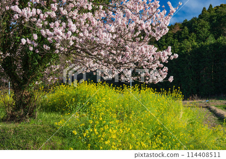 Spring cherry blossoms and rape blossoms bloom in Ashigara Satoyama scenery Spring cherry blossoms and rape blossoms bloom in Ashigara Satoyama scenery 114408511