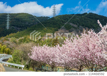 秦野的春天櫻花 石松庵附近的春天櫻花盛開 114408592