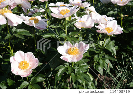 Peony Japanese Doll 114408719