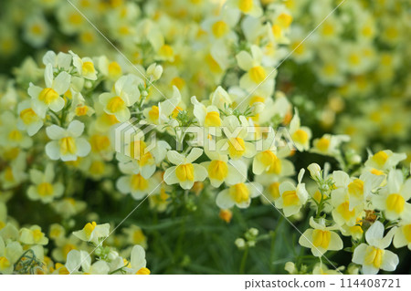 柳穿魚黃孔雀魚 114408721