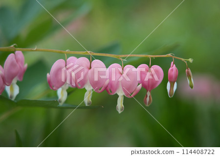 Taitsurisou 114408722