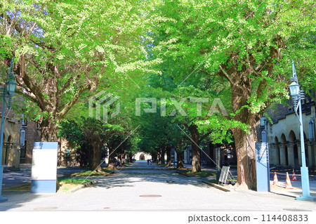 From Ginkgo Avenue to Yasuda Auditorium, University of Tokyo, Great Auditorium, Hongo District Campus, Hongo, Bunkyo-ku, Tokyo 114408833