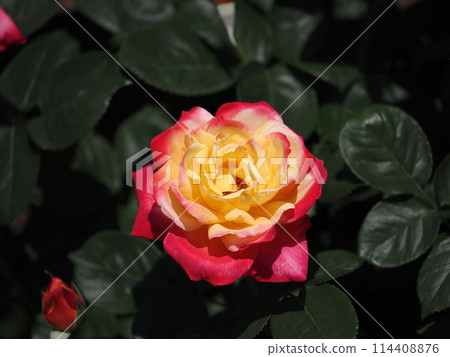 玫瑰“榮耀” 114408876