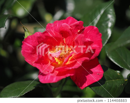 Rose "Saturnia" Rose "Saturnia" 114408883