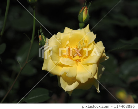 Rose "Golden Scepter" Rose "Golden Scepter" 114408886