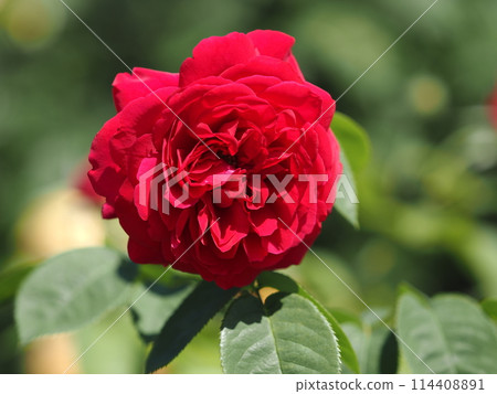 羅斯“L.D. Breathweight” 羅斯“L.D. Breathweight” 114408891