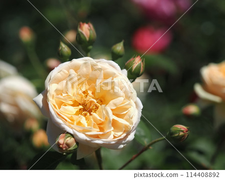 Rose "Teasing Georgia" Rose "Teasing Georgia" 114408892