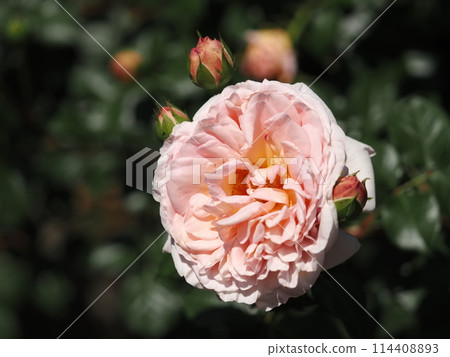 羅斯“亞伯拉罕·達比” 羅斯“亞伯拉罕·達比” 114408893