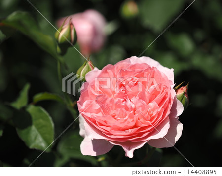 Rose "Radio Times" Rose "Radio Times" 114408895
