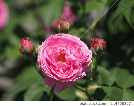 露絲·“路易絲·奧迪爾” 露絲·“路易絲·奧迪爾” 114408897