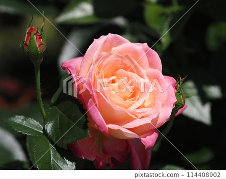 Rose "Hisami" 114408902
