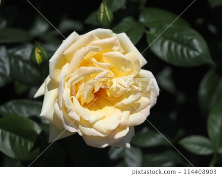 Rose "Tianjin Maiden" 114408903
