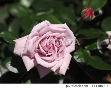 Rose "Intermezzo" 114408904