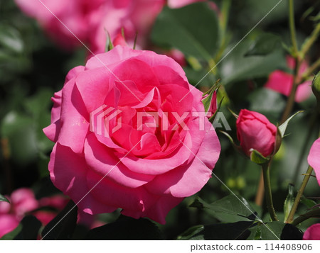 玫瑰“Urara” 114408906