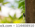 蟬停在樹上 114408910