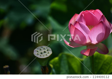 Deep pink lotus flower, ancient lotus 114409112