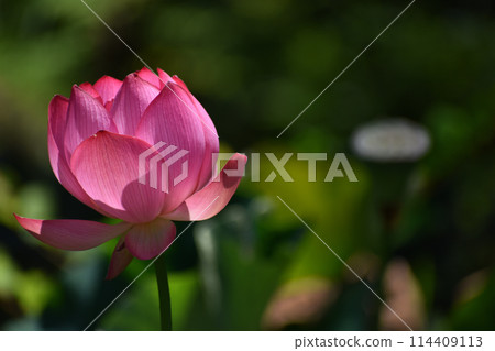 Deep pink lotus flower, ancient lotus Deep pink lotus flower, ancient lotus 114409113